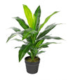 Dracaena artificiel de 25 po en pot noir