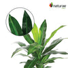 Artificial 25" Dracaena In Black Pot 