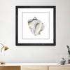 "Seafoam Shell" Matted and Framed Black 30x30 Wall Art