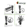 Artificial 25" Dracaena In Black Pot 