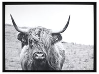 Taureau laminé encadré - 31 po x 41 po
